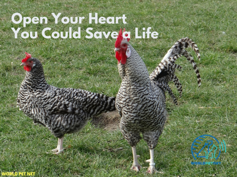 the national pet register